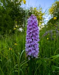 Attēlu rezultāti vaicājumam “Dactylorhiza fuchsii flower”