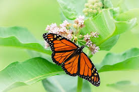 Image result for monarch butterfly