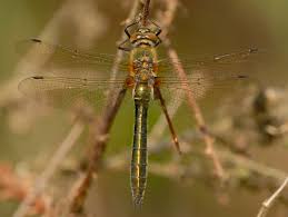 Attēlu rezultāti vaicājumam “Cordulia aenea”