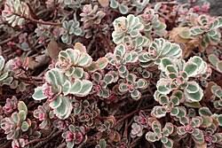 Attēlu rezultāti vaicājumam “Phedimus spurius leaf”