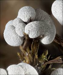 Attēlu rezultāti vaicājumam “Physarum leucophaeum macro”