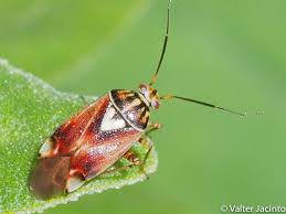 Attēlu rezultāti vaicājumam “Lygus pratensis”