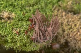 Attēlu rezultāti vaicājumam “Stemonitidaceae”