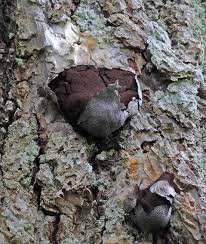 Attēlu rezultāti vaicājumam “Amaurochaete fusiformis”