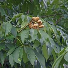 Attēlu rezultāti vaicājumam “Aesculus flava fruit”