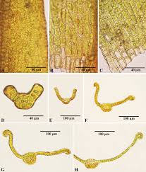 Attēlu rezultāti vaicājumam “Didymodon tophaceus”