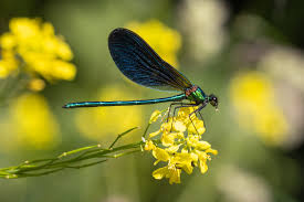 Attēlu rezultāti vaicājumam “Calopteryx virgo male”