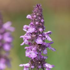 Attēlu rezultāti vaicājumam “Stachys palustris”
