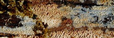 Attēlu rezultāti vaicājumam “Mycoacia fuscoatra”