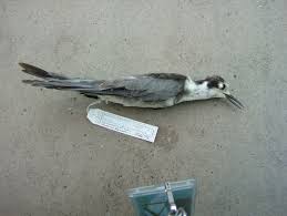 Attēlu rezultāti vaicājumam “Chlidonias niger”