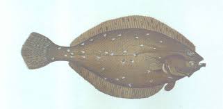 Image result for Hippoglossoides platessoides