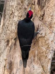 Attēlu rezultāti vaicājumam “Dryocopus martius”