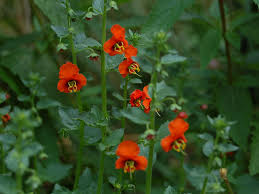 Image result for Alonsoa liniflora