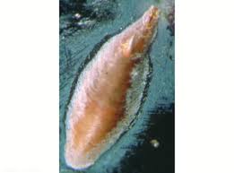 Attēlu rezultāti vaicājumam “Lepidosaphes ulmi”