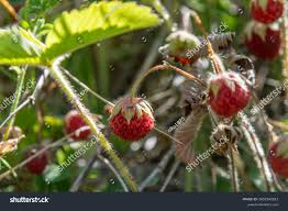 Attēlu rezultāti vaicājumam “Fragaria viridis fruit”