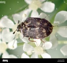 Attēlu rezultāti vaicājumam “Anthrenus museorum”