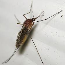 Attēlu rezultāti vaicājumam “Culex pipiens female”