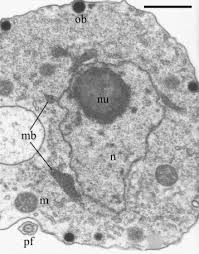 Attēlu rezultāti vaicājumam “Symphytocarpus impexus plasmodium”