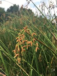 Attēlu rezultāti vaicājumam “Schoenoplectus lacustris subsp. glaucus bud”