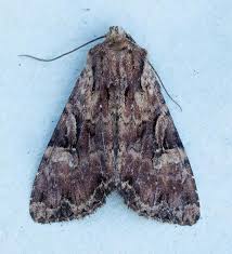 Attēlu rezultāti vaicājumam “Apamea epomidion”