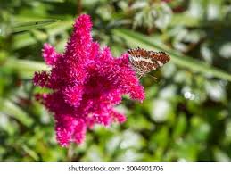 Attēlu rezultāti vaicājumam “Araschnia levana upperside”