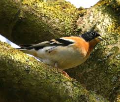 Attēlu rezultāti vaicājumam “Fringilla montifringilla male”