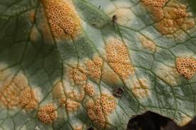 Attēlu rezultāti vaicājumam “Uromyces dactylidis”