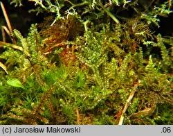 Attēlu rezultāti vaicājumam “Barbilophozia barbata”