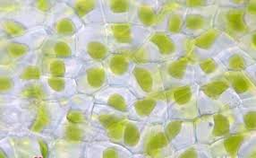 Attēlu rezultāti vaicājumam “Anthocerotopsida”