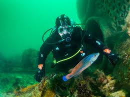 Image result for Worcester Divers Octopush Club
