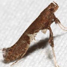 Attēlu rezultāti vaicājumam “Caloptilia stigmatella”