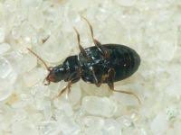 Attēlu rezultāti vaicājumam “Tachyta nana”