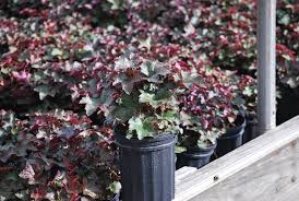 Image result for HEUCHERA americana 'Palace Purple Auslese'