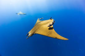 Image result for Mobula tarapacana