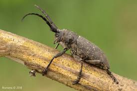 Attēlu rezultāti vaicājumam “Lamia textor”