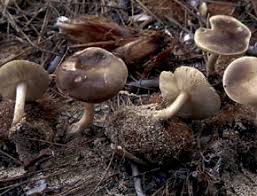 Image result for Melanoleuca rasilis var. pseudoluscina