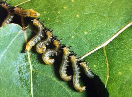 Attēlu rezultāti vaicājumam “Nematus salicis”