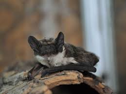 Attēlu rezultāti vaicājumam “Eptesicus nilssonii”