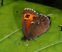 Attēlu rezultāti vaicājumam “Erebia ligea”