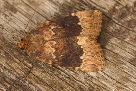 Attēlu rezultāti vaicājumam “Amphipyra perflua”