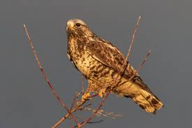 Attēlu rezultāti vaicājumam “Buteo lagopus adult”