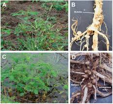 Attēlu rezultāti vaicājumam “Dianema nivale spores”