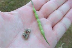Attēlu rezultāti vaicājumam “Raphanus raphanistrum fruit”
