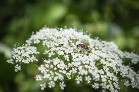 Attēlu rezultāti vaicājumam “Cicuta virosa leaf”