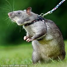 images?q=tbn:ANd9GcQLKJrynn5Ux5LCu_mdJaZFGEU6WYPLXzIfkwsRQxDNnR-iwS10