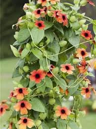 Image result for schwarzäugige Susanne