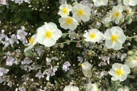 Attēlu rezultāti vaicājumam “Helianthemum x hybridum flower”