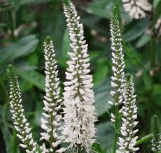 Attēlu rezultāti vaicājumam “Veronica longifolia flower”