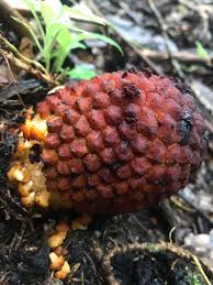 Attēlu rezultāti vaicājumam “Corynephorus canescens fruit”