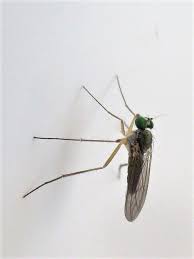 Attēlu rezultāti vaicājumam “Dolichopodidae”